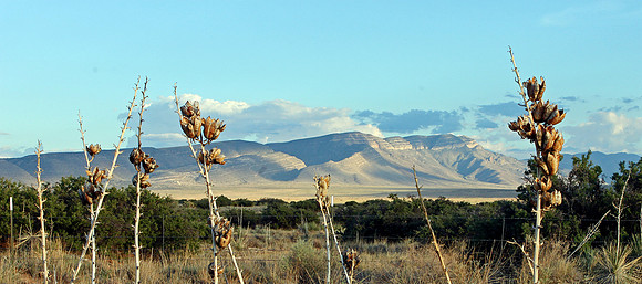 Yuccas