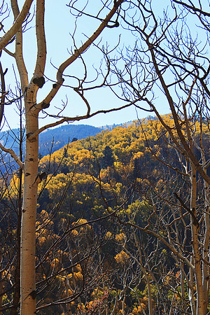 Aspens in the Fall