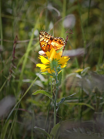 Butterfly