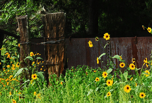 Sunflowers