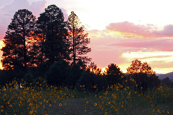 Sunflower Sunset