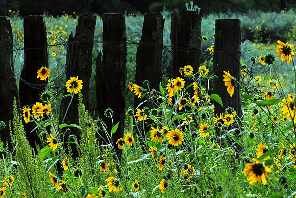 Sunflowers