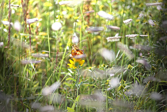 Butterfly