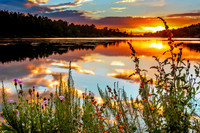 Wildflower Sunset