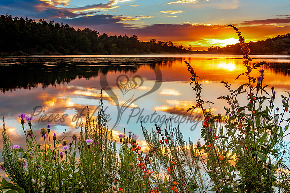 Wildflower Sunset