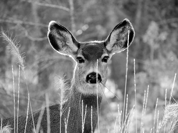 7. Stephanie Kennedy - Dec Deer