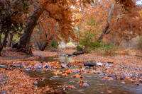 Autum's Golden Flow