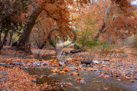 Autum's Golden Flow